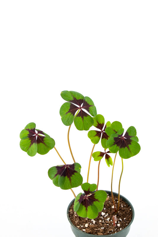 Shamrock Plant (Oxalis)