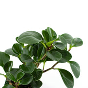 Baby Rubber Plant, Non-Variegated (Peperomia obtusifolia)