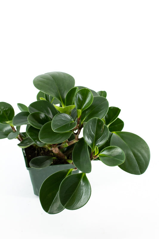 Baby Rubber Plant, Non-Variegated (Peperomia obtusifolia)