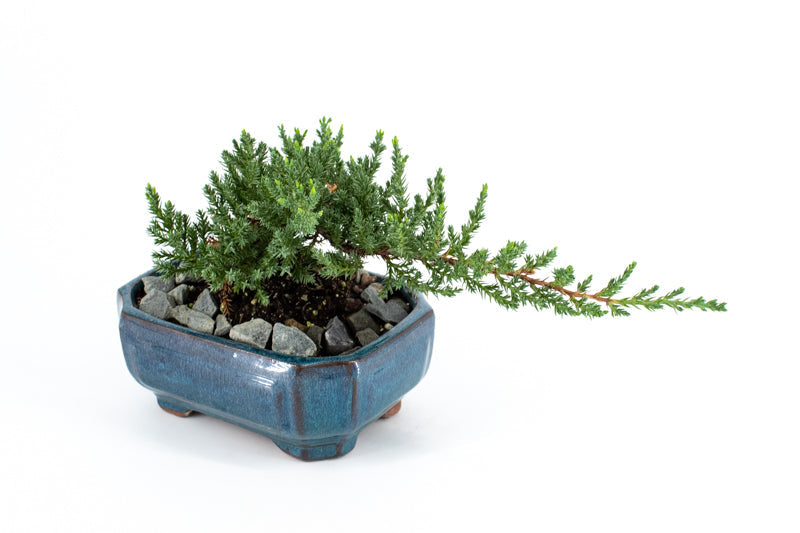 Juniper Bonsai in Ceramic Dish