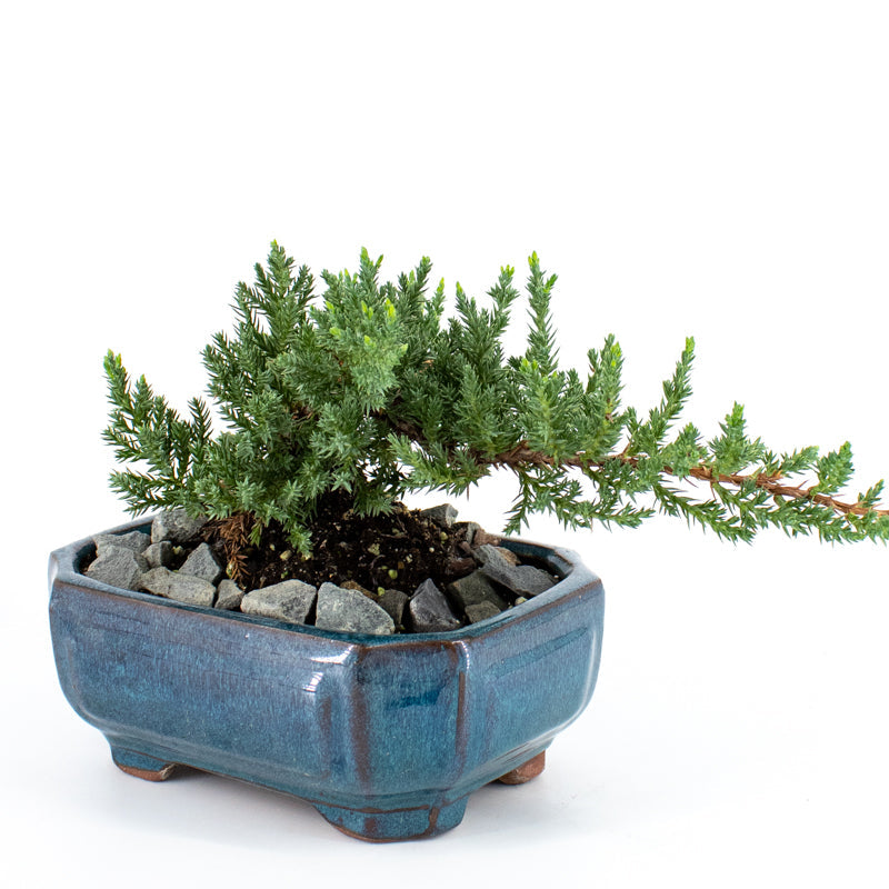 Juniper Bonsai in Ceramic Dish