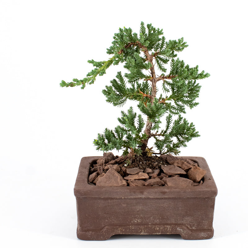 Juniper Bonsai in Ceramic Dish