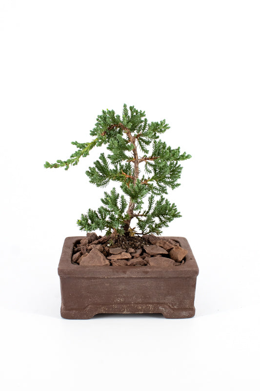 Juniper Bonsai in Ceramic Dish