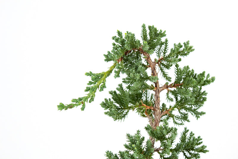 Juniper Bonsai in Ceramic Dish