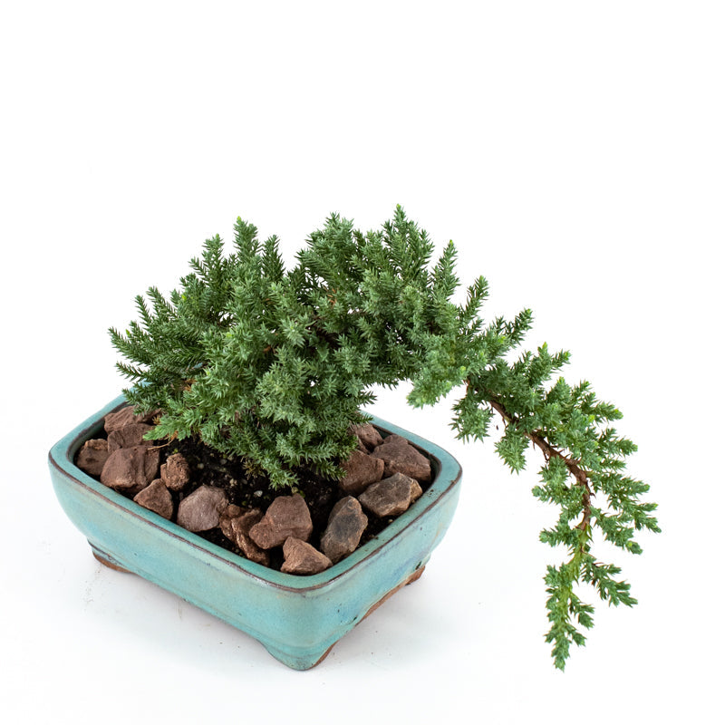 Juniper Bonsai in Ceramic Dish