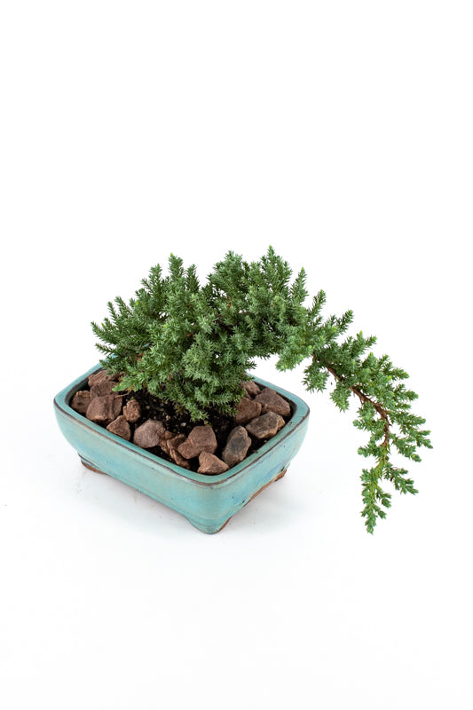 Juniper Bonsai in Ceramic Dish