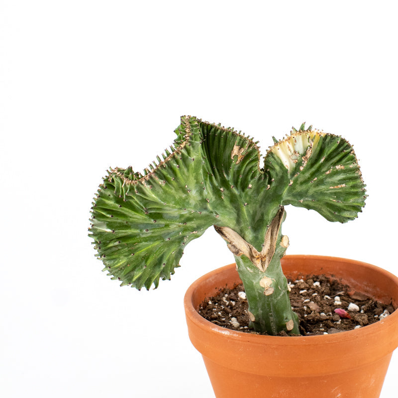 Coral Cactus (Euphorbia lactea Haw.) in Terra Cotta
