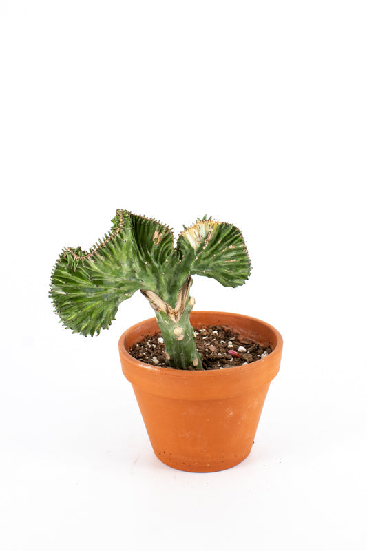 Coral Cactus (Euphorbia lactea Haw.) in Terra Cotta