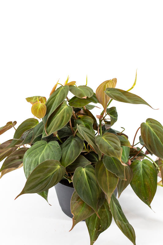 Philodendron "Micans" (Philodendron Scandens)