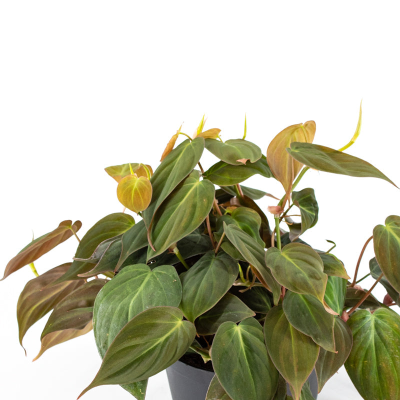 Philodendron "Micans" (Philodendron Scandens)