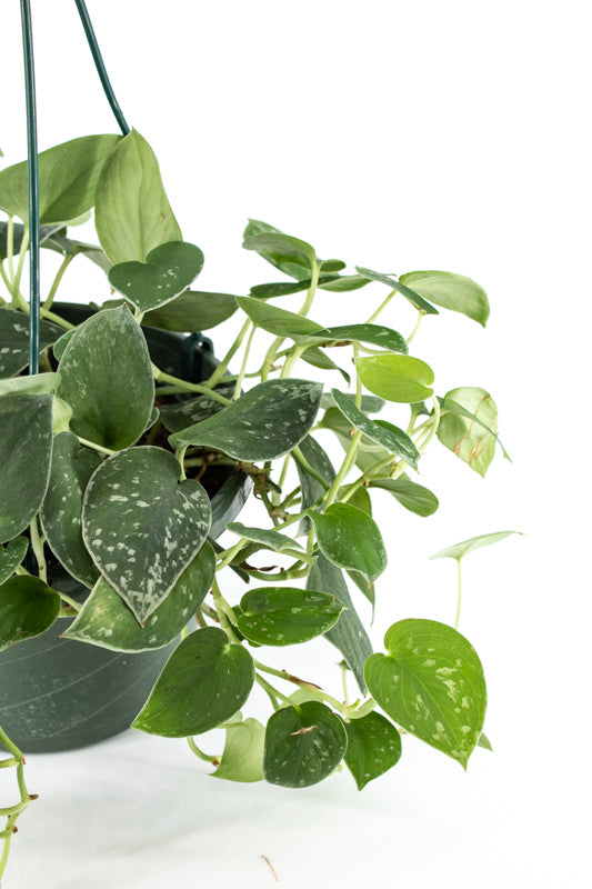Pothos "Satin" (Scindapsus pictus) - Small leaf variety