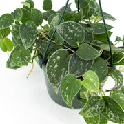 Pothos "Satin" (Scindapsus pictus) - Small leaf variety