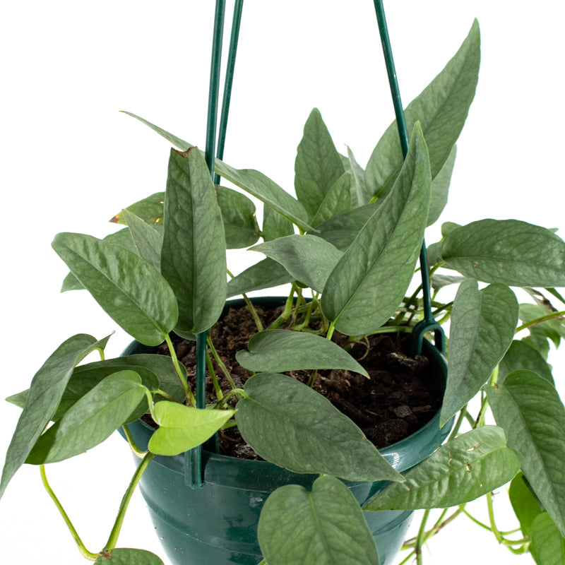 Pothos "Cebu Blue" (Epipremnum pinnatum)