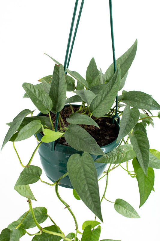 Pothos "Cebu Blue" (Epipremnum pinnatum)