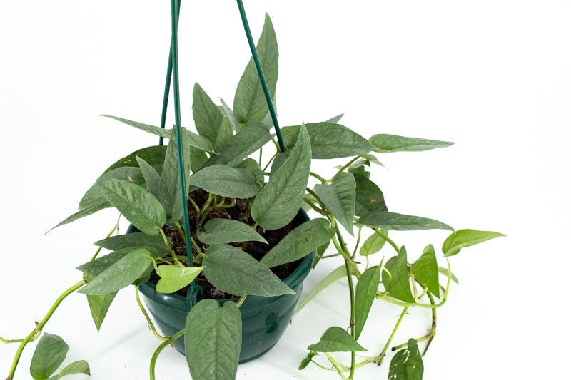Pothos "Cebu Blue" (Epipremnum pinnatum)