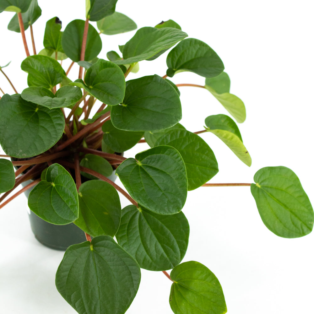 Peperomia "Rana Verde"