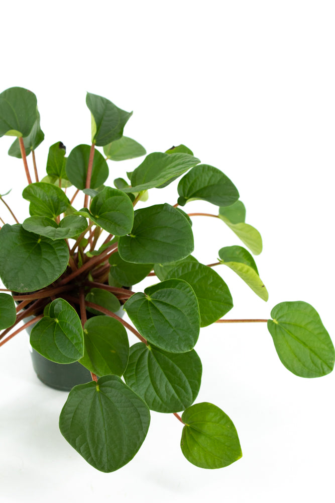 Peperomia "Rana Verde"