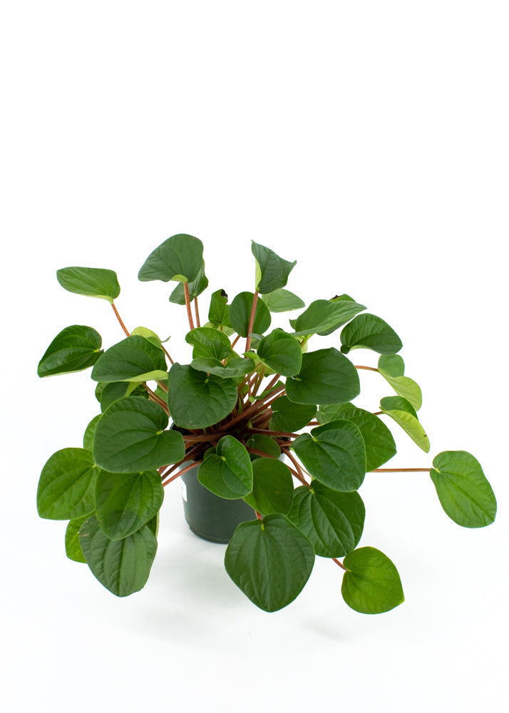 Peperomia "Rana Verde"