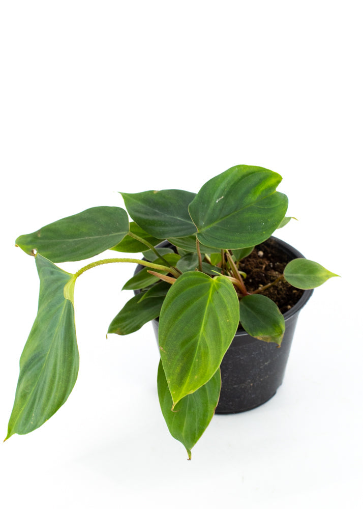 Philodendron Fuzzy Petiole