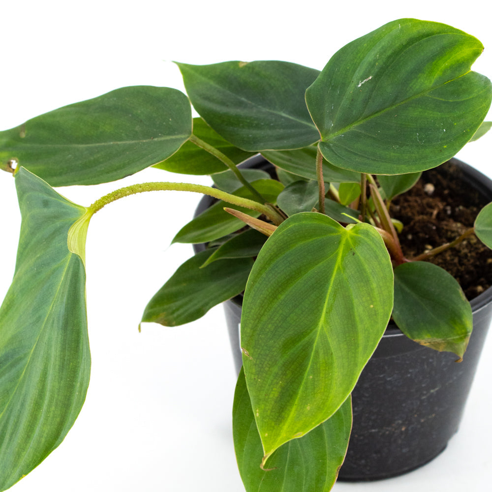 Philodendron Fuzzy Petiole