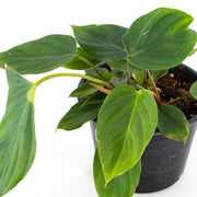 Philodendron Fuzzy Petiole