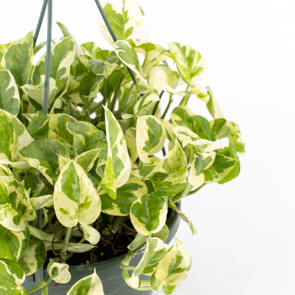Pothos "Pearls and Jade" (Epipremnum aureum)