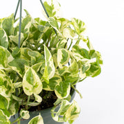Pothos "Pearls and Jade" (Epipremnum aureum)