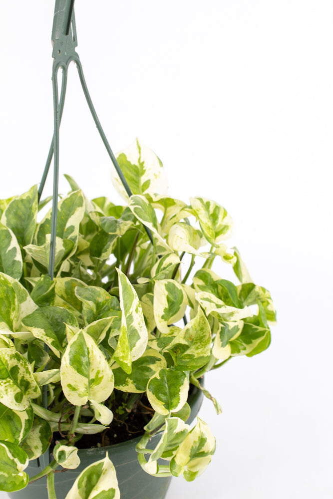 Pothos "Pearls and Jade" (Epipremnum aureum)