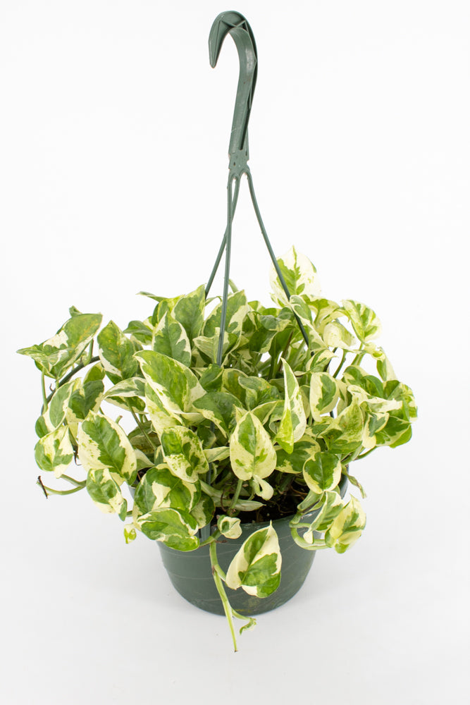 Pothos "Pearls and Jade" (Epipremnum aureum)