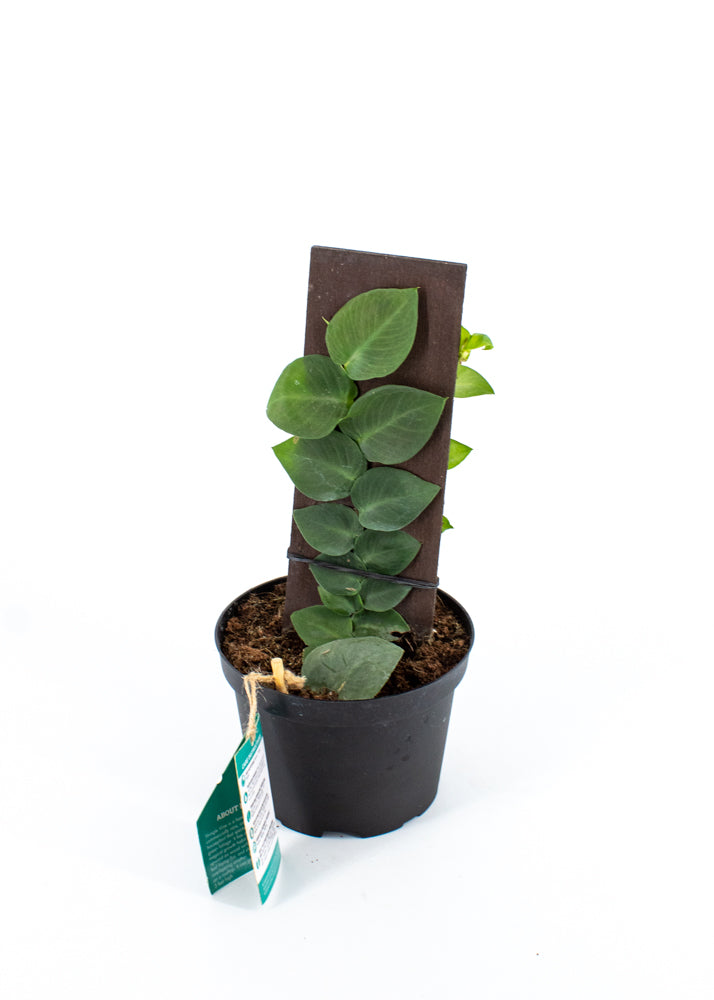 Raphidophora korthalsii "Shingle Plant"