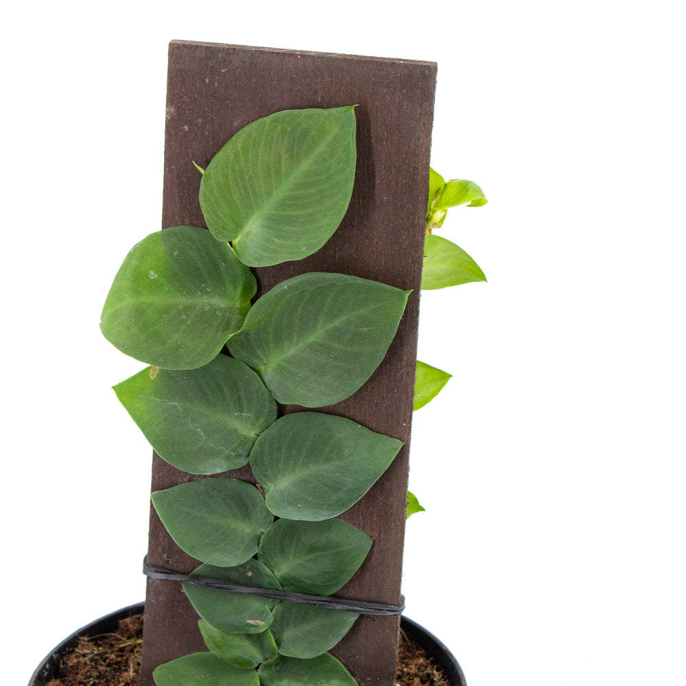 Raphidophora korthalsii "Shingle Plant"
