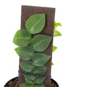 Raphidophora korthalsii "Shingle Plant"