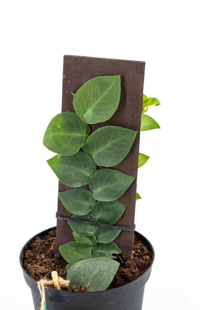 Raphidophora korthalsii "Shingle Plant"