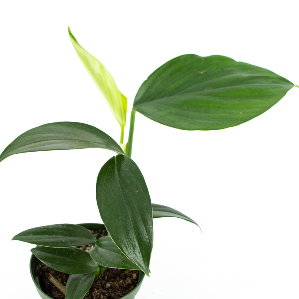 Rhaphidophora decursiva
