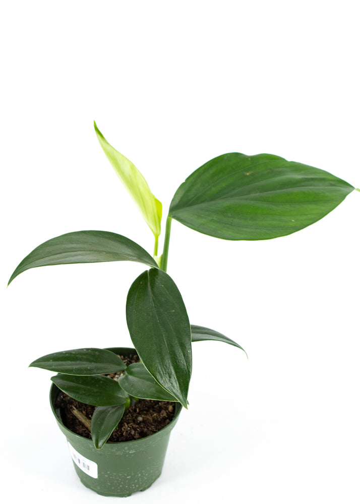 Rhaphidophora decursiva