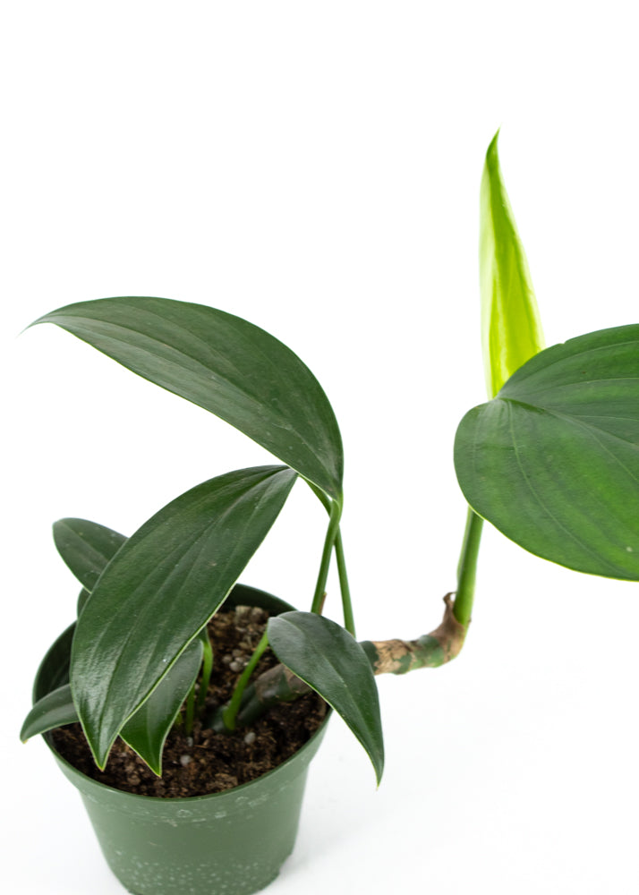 Rhaphidophora decursiva