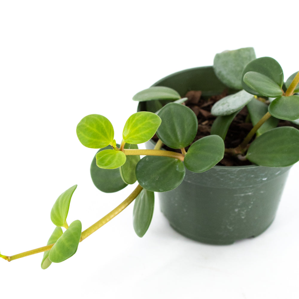 Peperomia rotundifolia