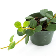 Peperomia rotundifolia