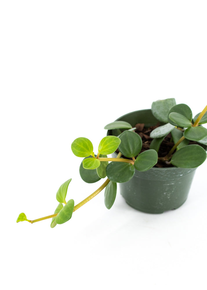 Peperomia rotundifolia