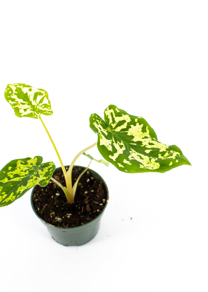 Alocasia "Hilo Beauty" (Caladium praetermissum)