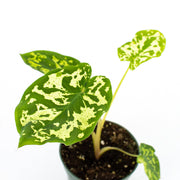 Alocasia "Hilo Beauty" (Caladium praetermissum)