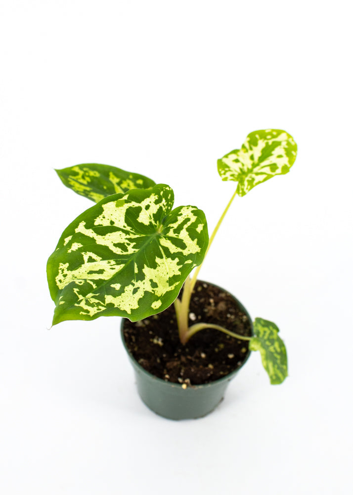 Alocasia "Hilo Beauty" (Caladium praetermissum)