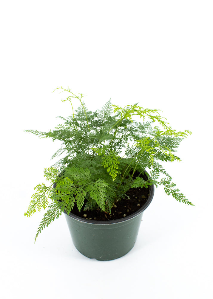 Deer's Foot Fern (Davallia canariensis)