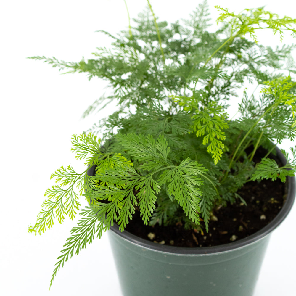 Deer's Foot Fern (Davallia canariensis)