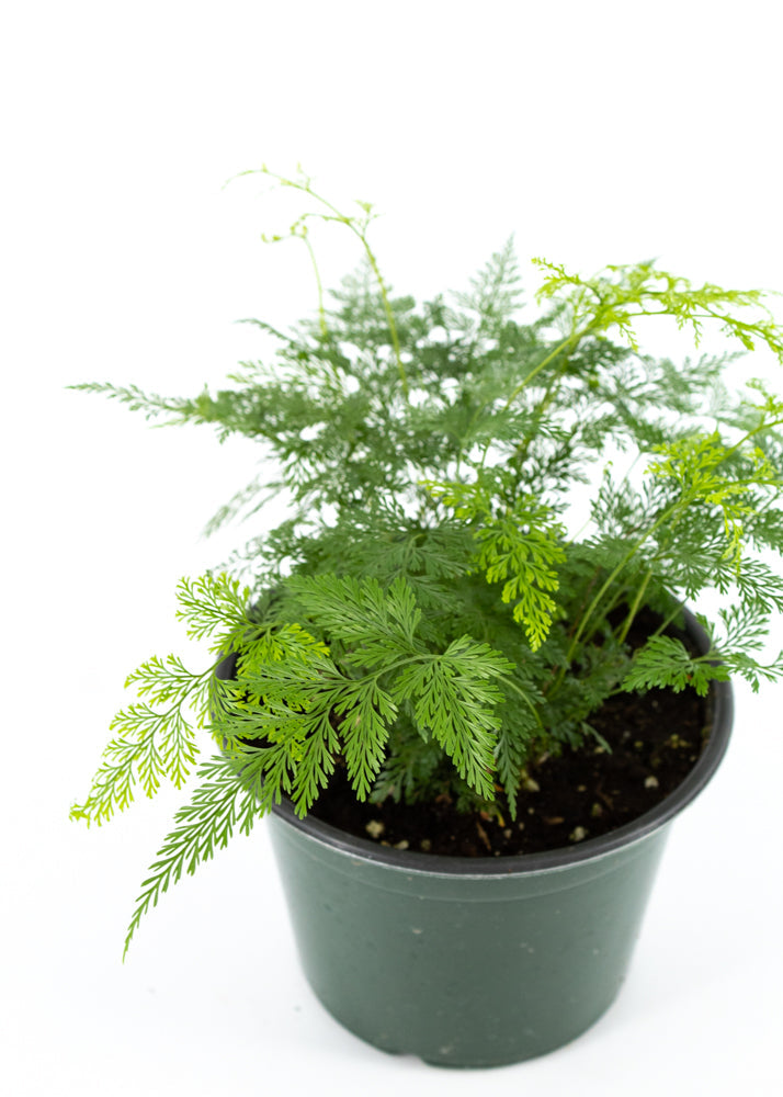 Deer's Foot Fern (Davallia canariensis)