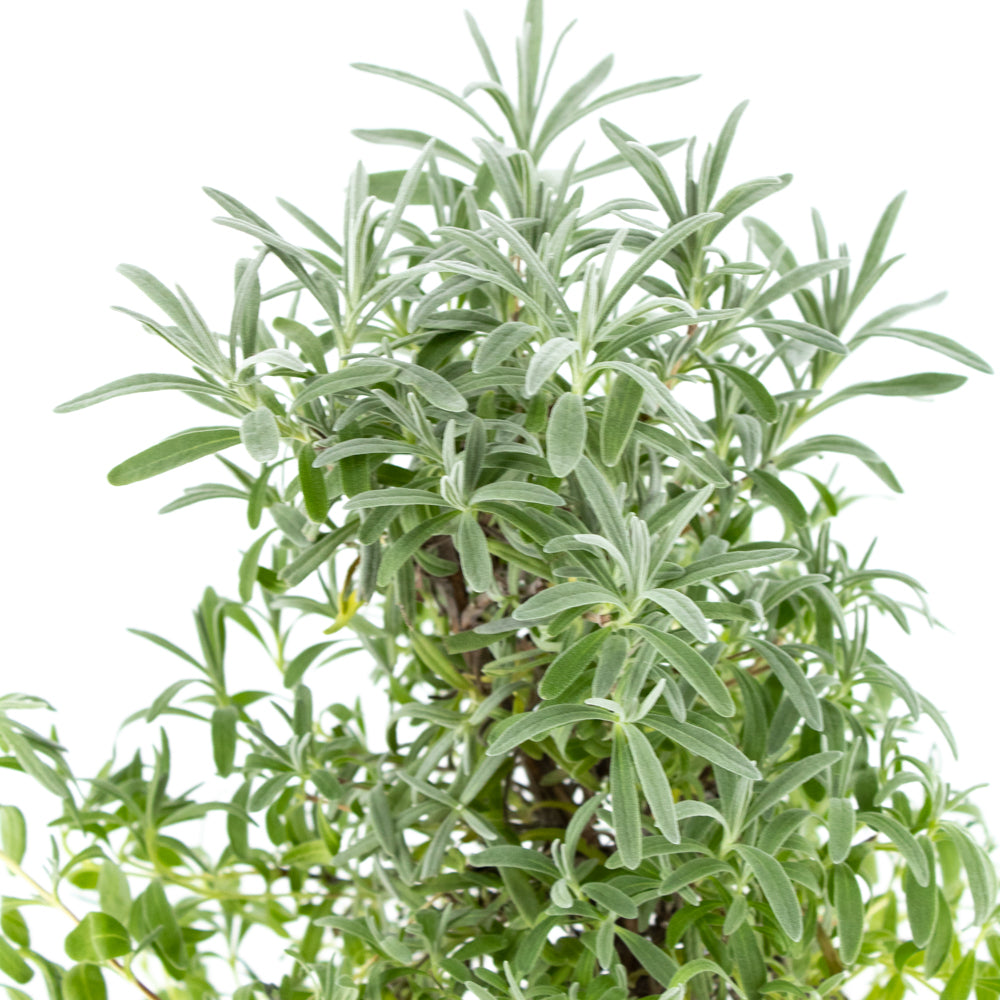 Lavender Tree