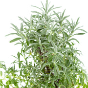 Lavender Tree