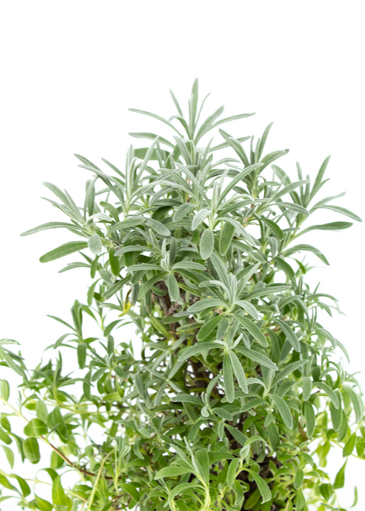 Lavender Tree