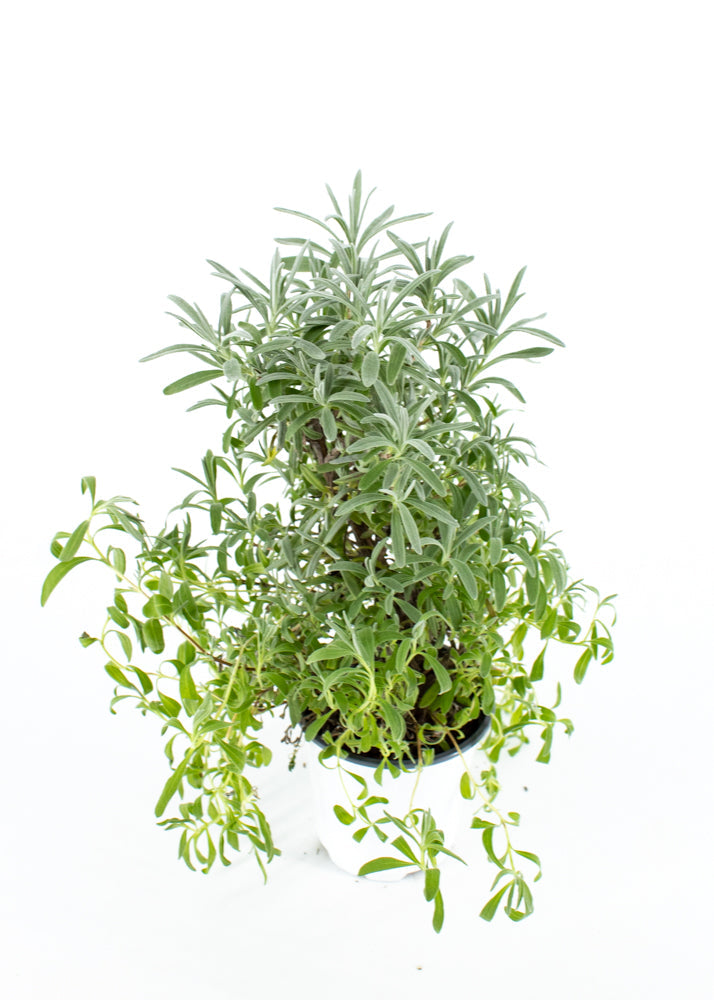 Lavender Tree