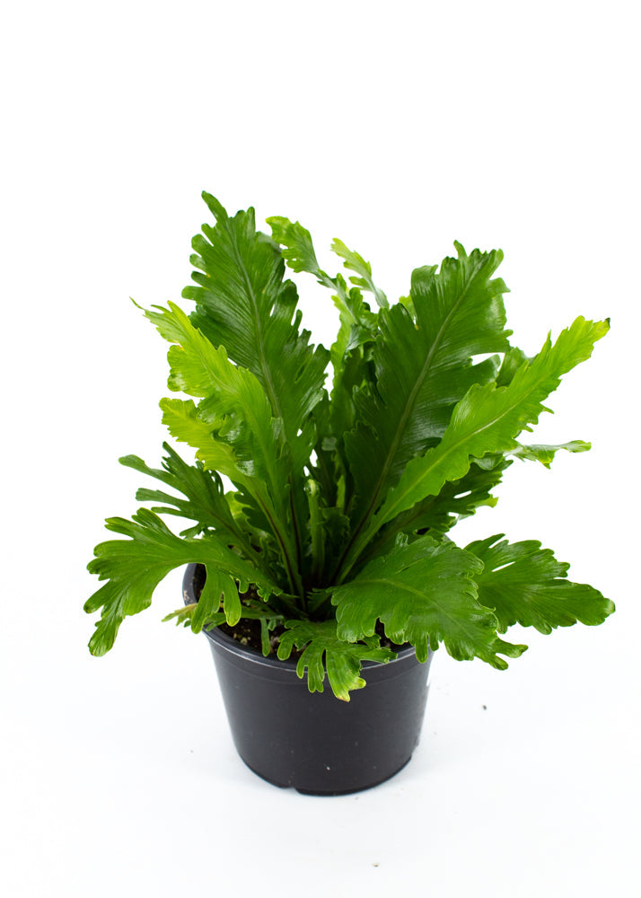 Bird's Nest Fern "Champion"